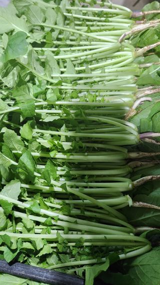 빨간장화농장 김숙자님의 작성글 사진