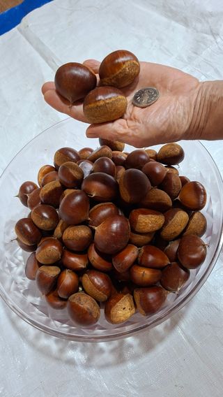 방스팜님의 자유주제 · 자유게시판 작성글 사진