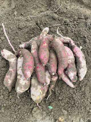 누보농장님의 자유주제 · 자유게시판 작성글 사진