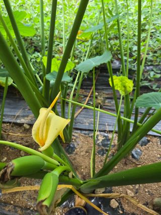 태일농산이정수님의 자유주제 · 자유게시판 작성글 사진