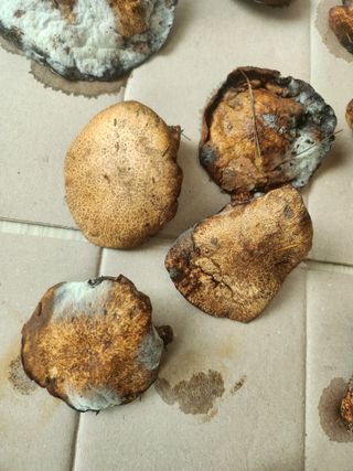 낙엽교목류13838님의 버섯 · 수확 작성글 사진