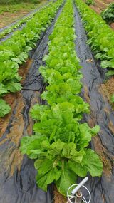 팜모닝 자유주제·자유게시판 게시글 이미지