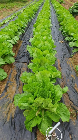 독고득용님의 자유주제 · 자유게시판 작성글 사진