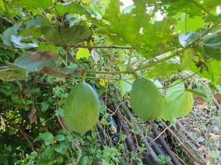 노백수님의 자유주제 · 자유게시판 작성글 사진