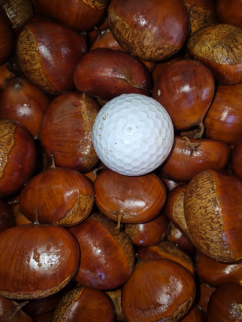 독고다이님의 장터 판매 상품 [햇밤] 첨부 사진