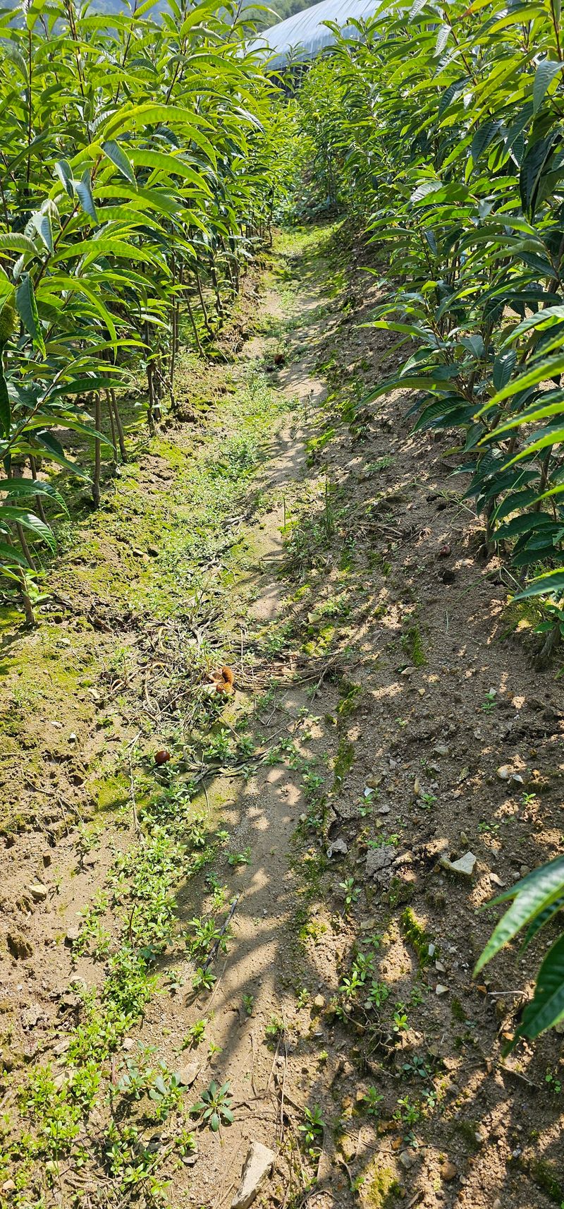 뿌리묘목농원님의 장터 판매 상품 [포르단 밤나무 접목2년생 결실주] 첨부 사진