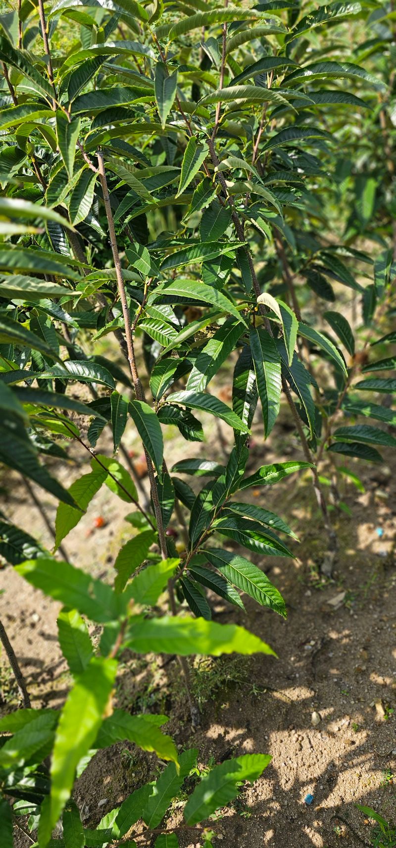 뿌리묘목농원님의 장터 판매 상품 [옥광 밤나무 접목 2년생 결실주 ] 첨부 사진