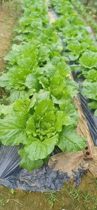 초보퍼머5도2촌준비님의 자유주제 · 자유게시판 작성글 사진