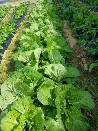 이영자 님의 자유주제 · 자유게시판 작성글 사진