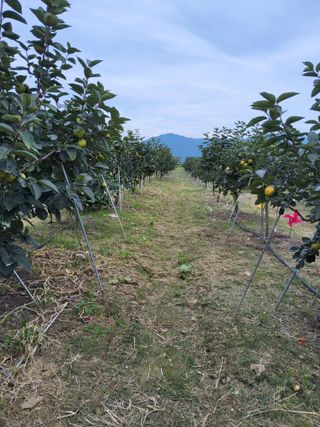 손수열님의 농사, 무엇이든 물어보세요! · 참여글 작성글 사진