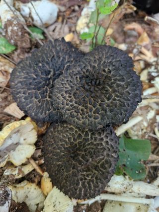 낙엽교목류21691님의 자유주제 · 자유게시판 작성글 사진