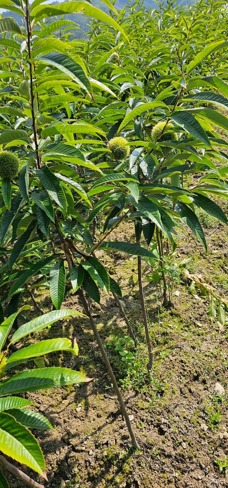 뿌리묘목농원님의 장터 판매 상품 [포르단 밤나무 접목2년생 결실주] 첨부 사진