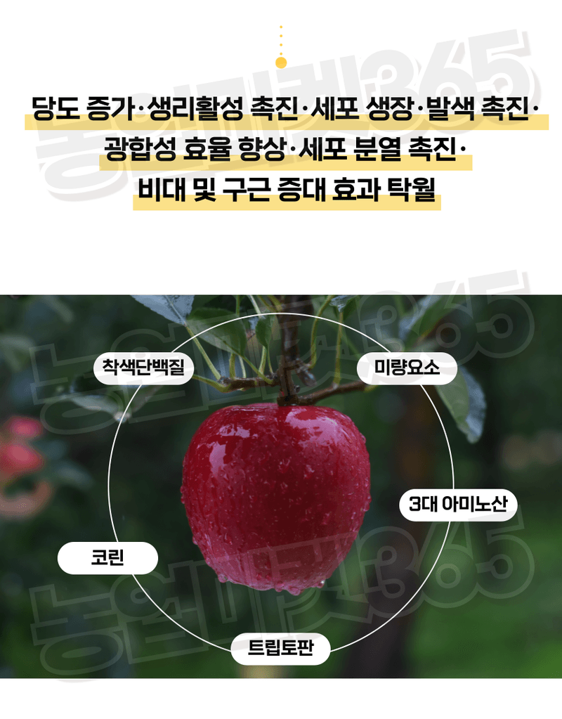 농업마켓365님의 장터 판매 상품 [농업마켓365 융전 참칼라 액제 500ml 당도 착색 비대 과수 사과 배 포도 복숭아 아미노산 단백질 조기수확] 첨부 사진