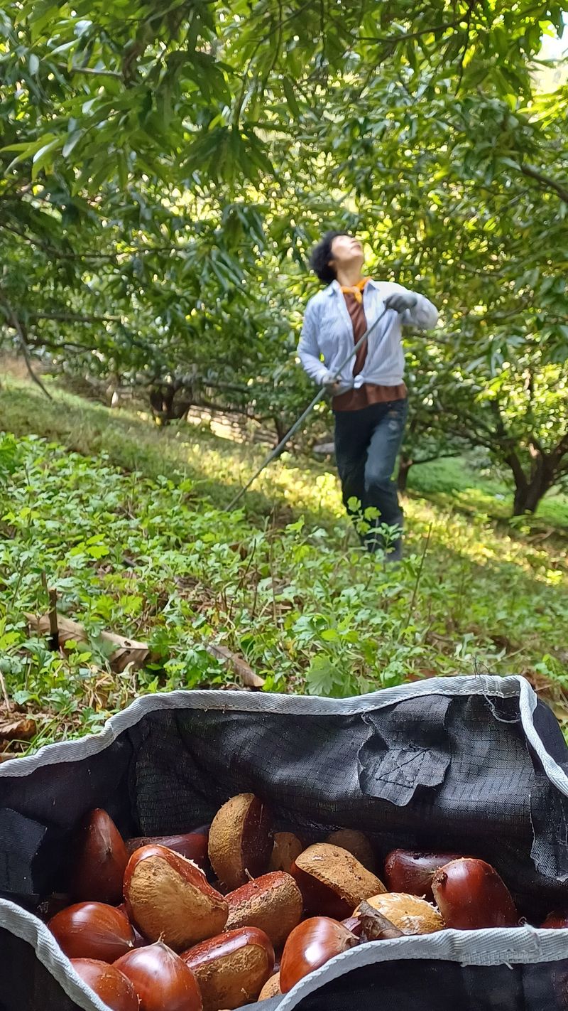 김영만님의 장터 판매 상품 [맛난 밤] 첨부 사진