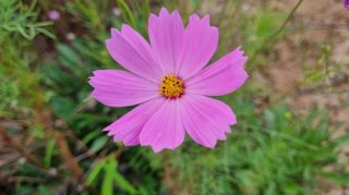 아침농원님의 자유주제 · 자유게시판 작성글 사진