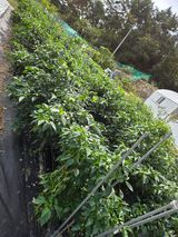 팜모닝 자유주제·자유게시판 게시글 이미지