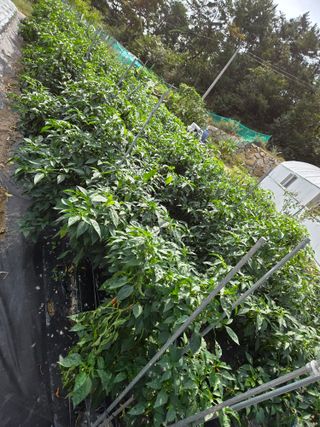 텃밭입문님의 자유주제 · 자유게시판 작성글 사진