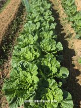 팜모닝 자유주제·자유게시판 게시글 이미지