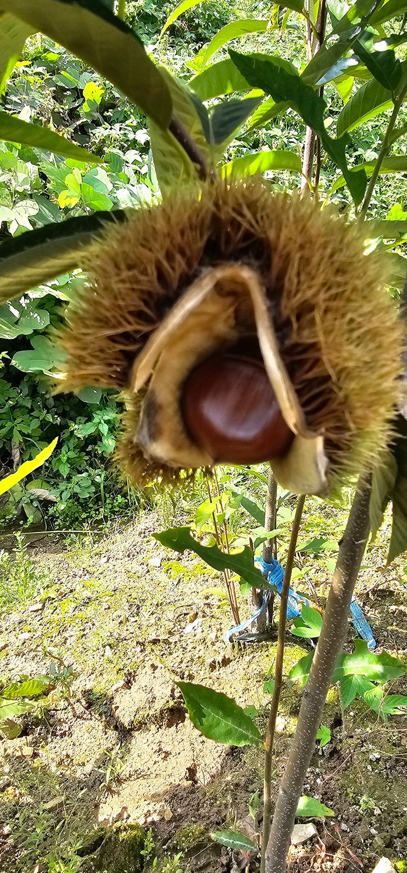 장터 상품 [포르단 밤나무 접목2년생 결실주] 썸네일