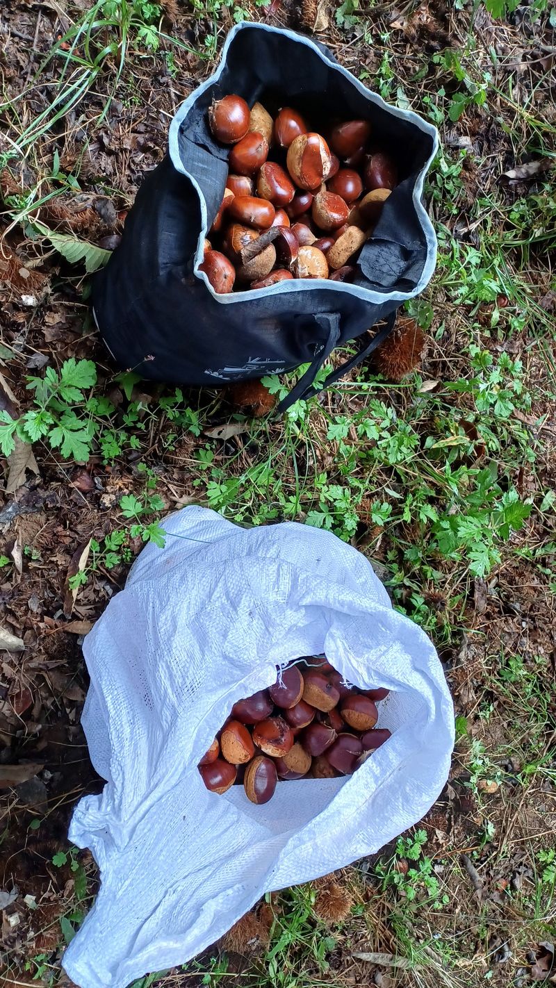 김영만님의 장터 판매 상품 [맛난 밤] 첨부 사진