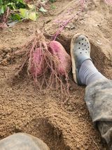 팜모닝 자유주제·자유게시판 게시글 이미지