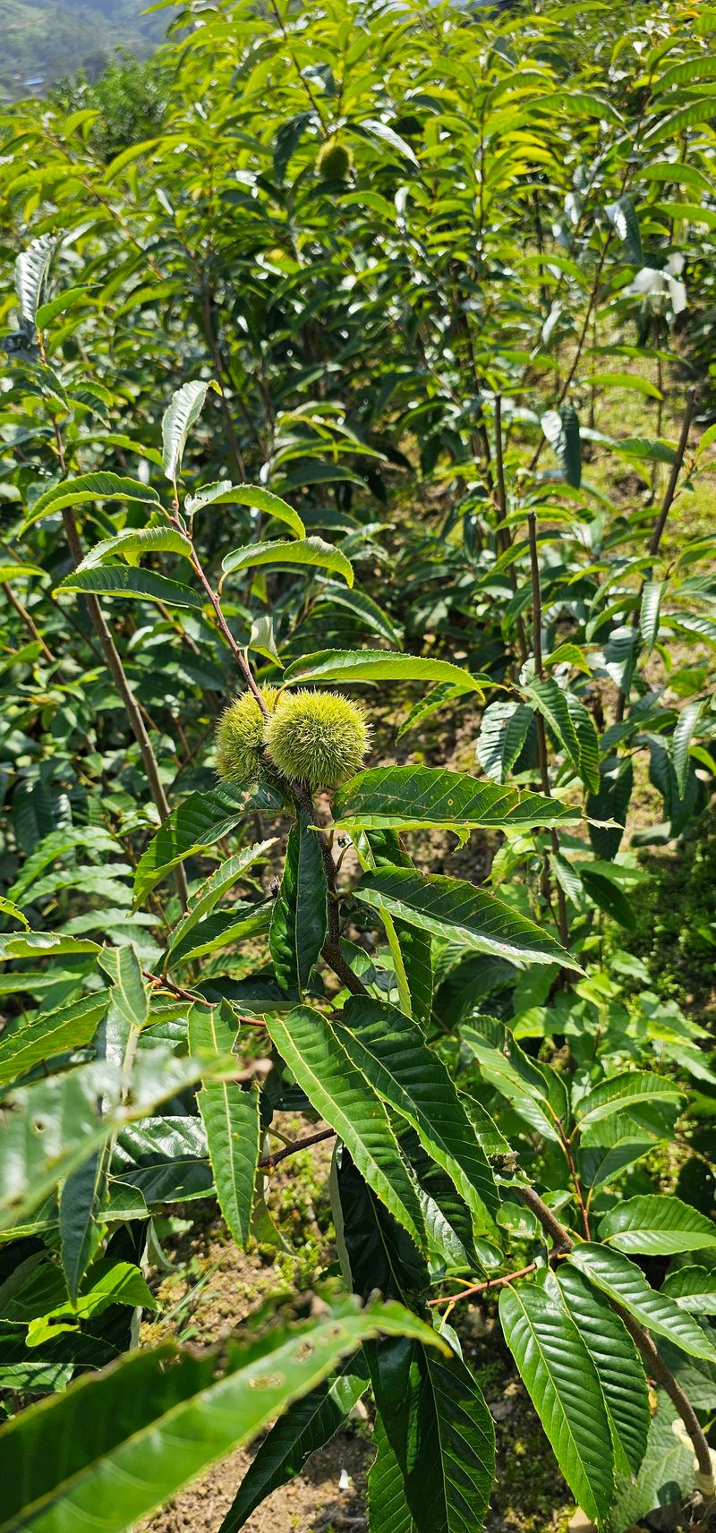 뿌리묘목농원님의 장터 판매 상품 [옥광 밤나무 접목 2년생 결실주 ] 첨부 사진