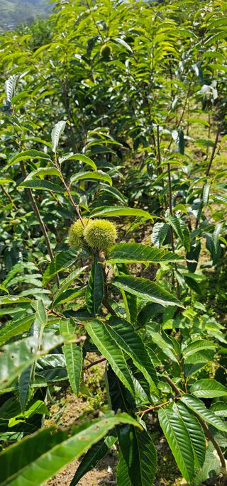 뿌리묘목농원님의 작성글 사진