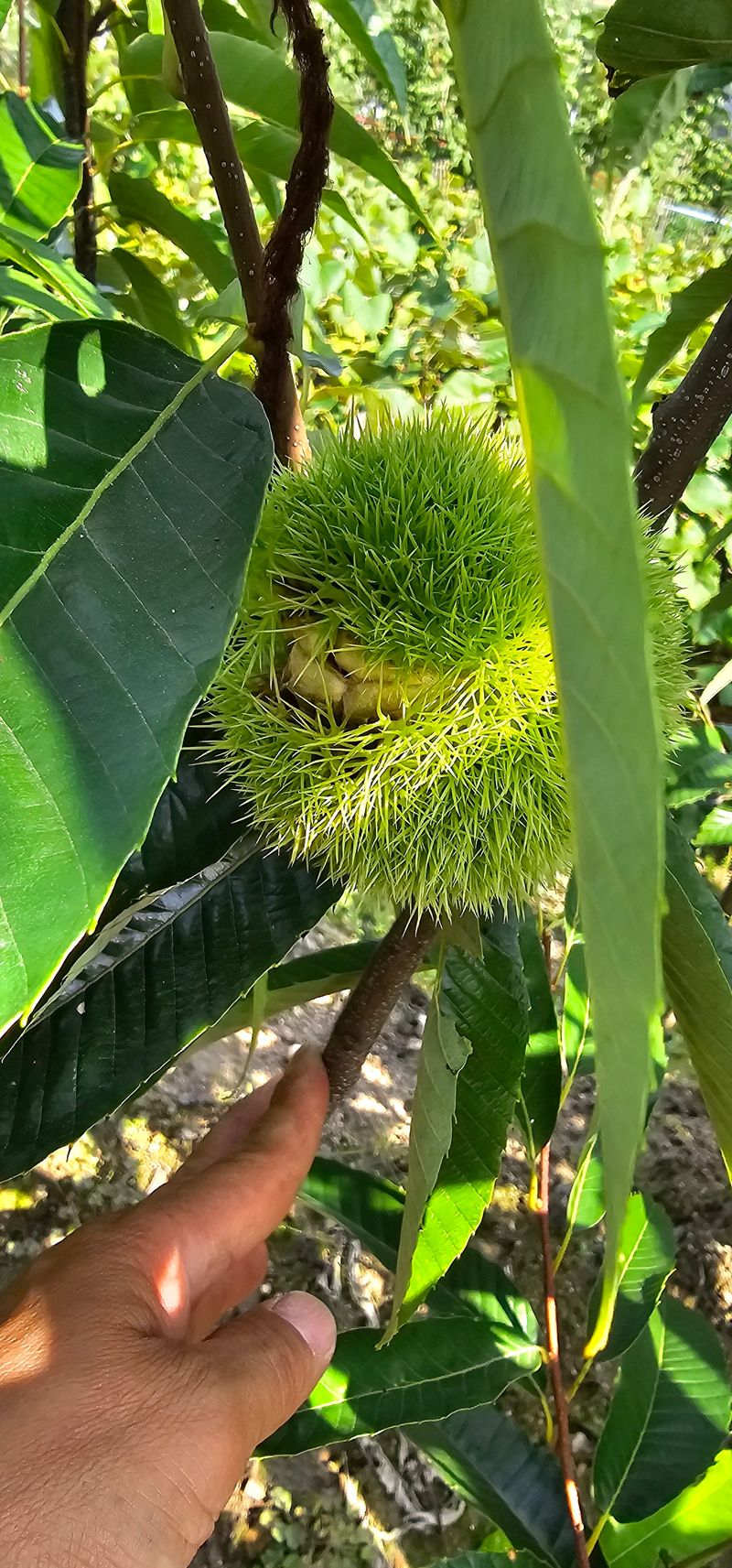 뿌리묘목농원님의 장터 판매 상품 [포르단 밤나무 접목2년생 결실주] 첨부 사진