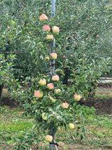 팜모닝 자유주제·자유게시판 게시글 이미지