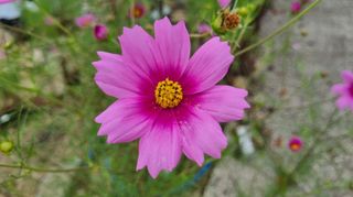 아침농원님의 자유주제 · 자유게시판 작성글 사진