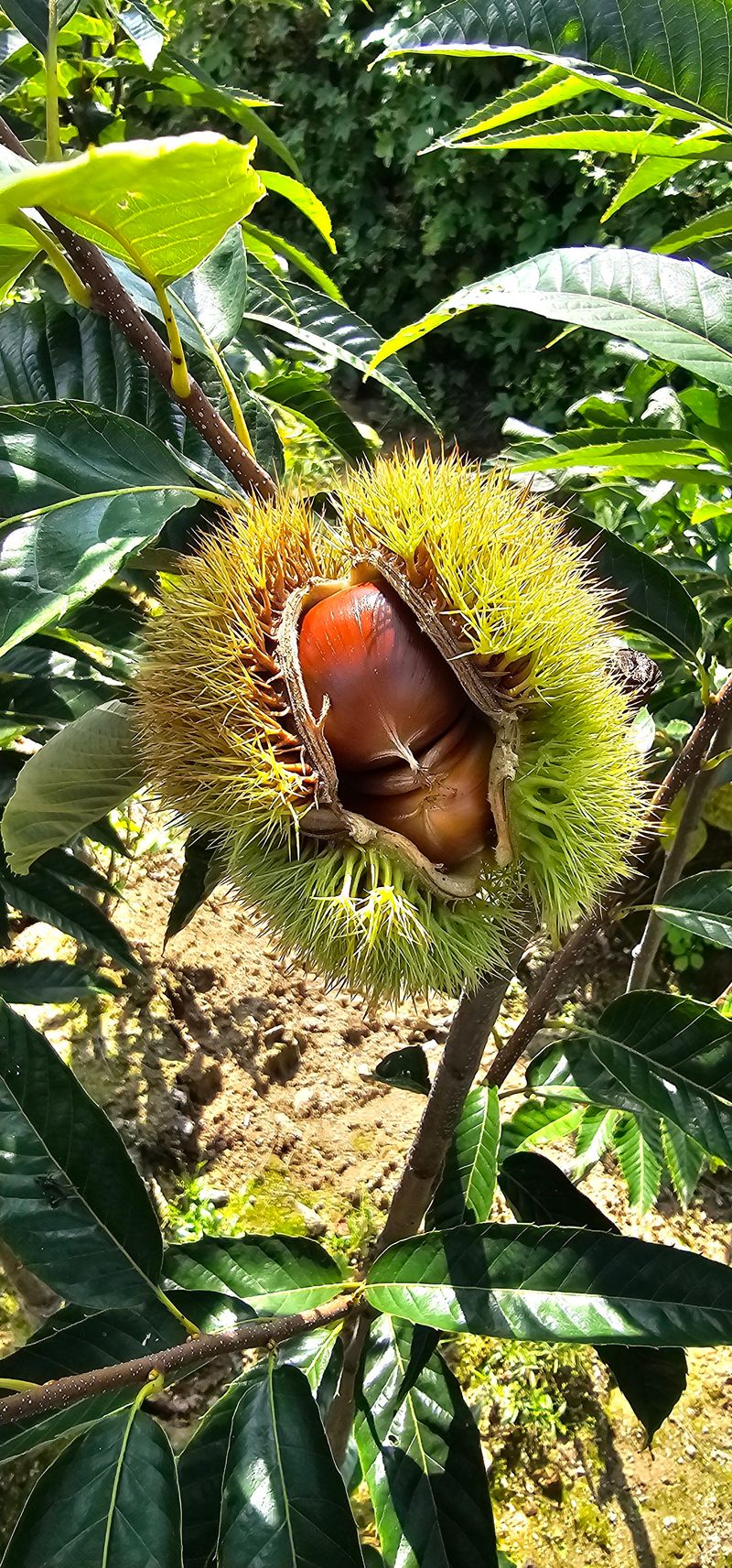뿌리묘목농원님의 장터 판매 상품 [옥광 밤나무 접목 2년생 결실주 ] 첨부 사진