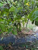 팜모닝 자유주제·자유게시판 게시글 이미지