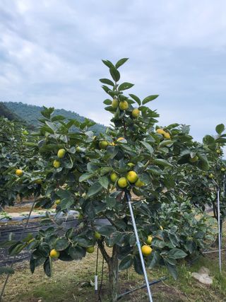 손수열님의 농사, 무엇이든 물어보세요! · 참여글 작성글 사진