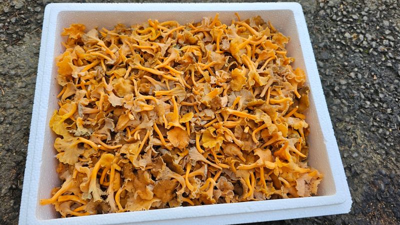 장터 상품 [꽃버섯 1키로 4만원 판매완료] 썸네일