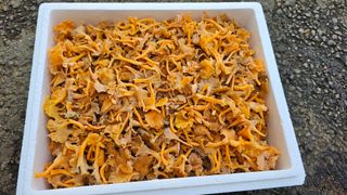 늘푸른농장님의 작성글 사진