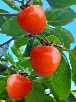 안길원님의 자유주제 · 자유게시판 작성글 사진