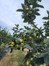 팜모닝 농사, 무엇이든 물어보세요!·참여글 게시글 이미지