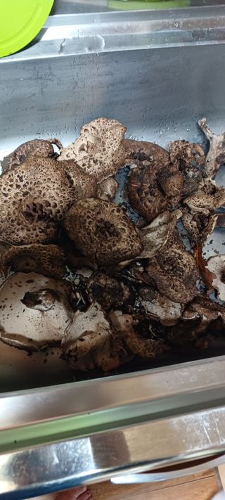 노목산장가든님의 자유주제 · 자유게시판 작성글 사진