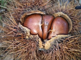 독고다이님의 작성글 사진