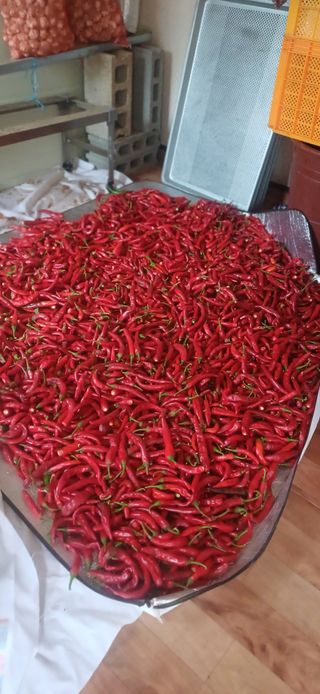 초보퍼머5도2촌준비님의 자유주제 · 자유게시판 작성글 사진