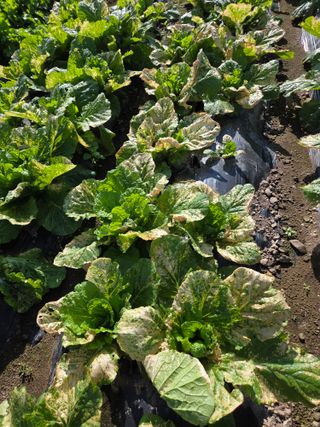 knlee님의 자유주제 · 자유게시판 작성글 사진