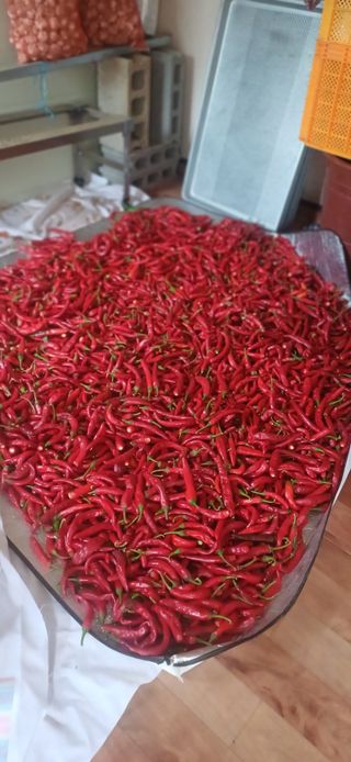 초보퍼머5도2촌준비님의 자유주제 · 자유게시판 작성글 사진