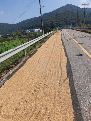 옥천서화농님의 자유주제 · 자유게시판 작성글 사진