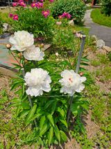 팜모닝 · 게시글 이미지