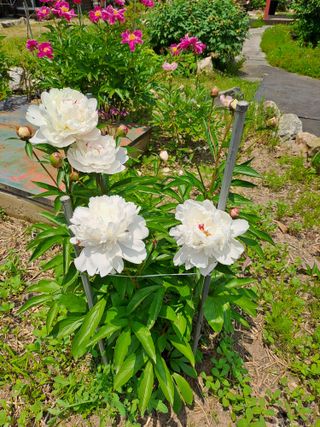 모란과작약님의 작성글 사진