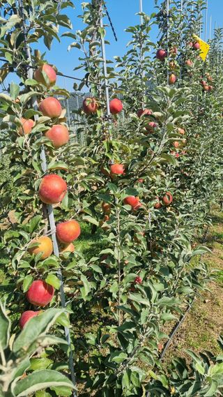 조동원님의 자유주제 · 자유게시판 작성글 사진