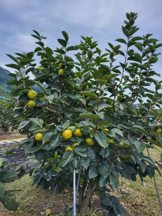 손수열님의 농사, 무엇이든 물어보세요! · 참여글 작성글 사진