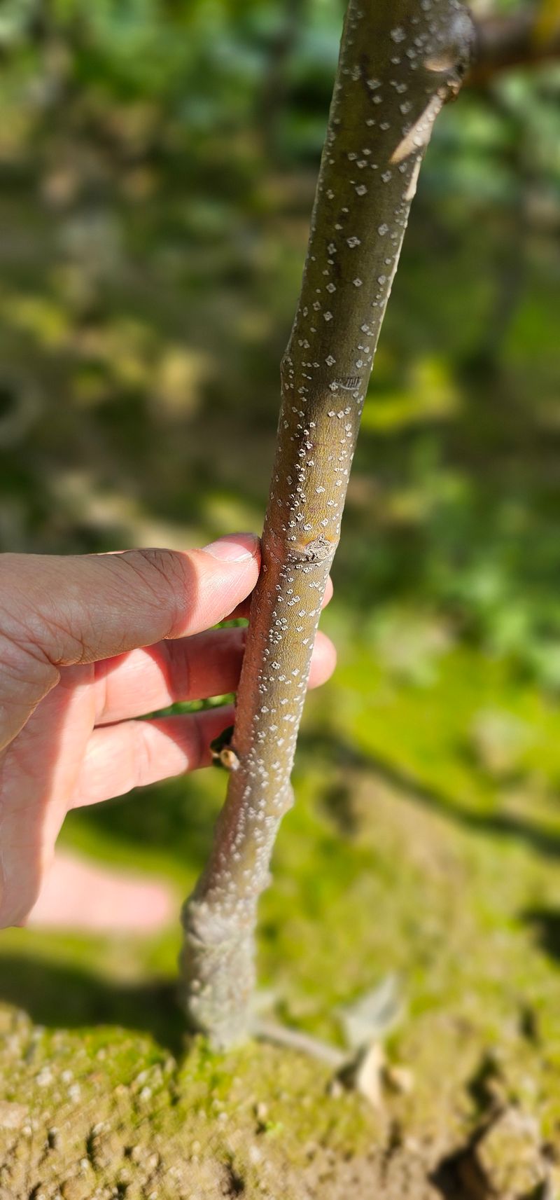 뿌리묘목농원님의 장터 판매 상품 [옥광 밤나무 접목 2년생 결실주 ] 첨부 사진