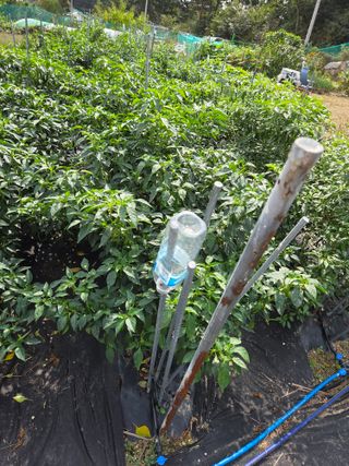 텃밭입문님의 자유주제 · 자유게시판 작성글 사진