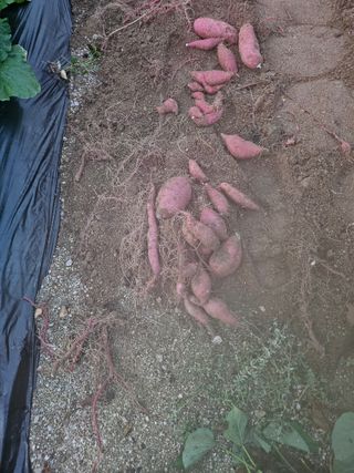 윤재하님의 자유주제 · 자유게시판 작성글 사진